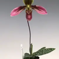 Paphiopedilum Appletonianum