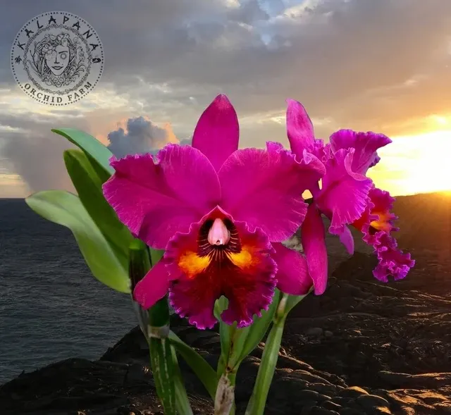 Rhyncholaeliocattleya Edisto 'Newberry' (Rhyncholaeliocattleya)