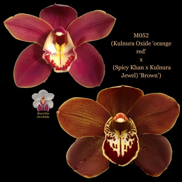 Cymbidium Seedling M052 ) 'Orange Red' (Cymbidium)