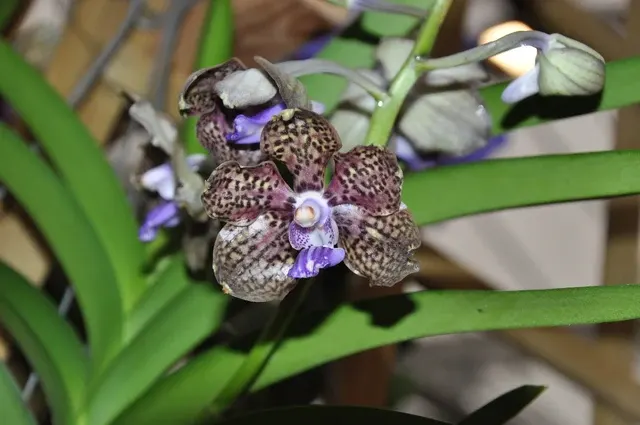Vanda Mimi Palmer X Merrillii