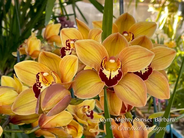 Cymbidium Mighty Sunset 'Barbara'