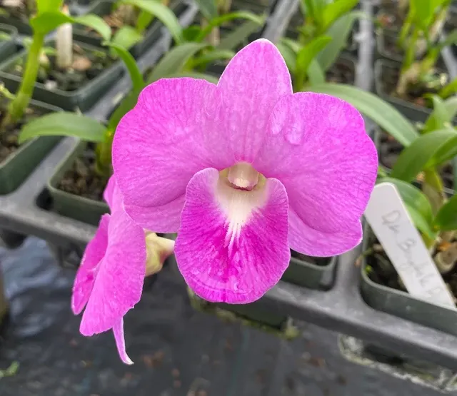 Dendrobium Bangkok Pink (Dendrobium)