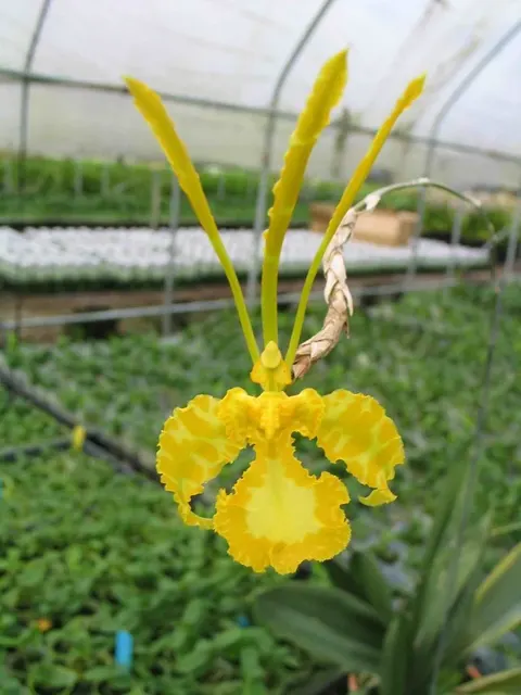 Psychopsis Mariposa F. Alba