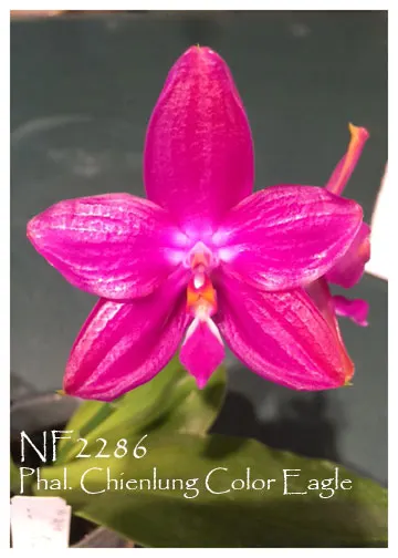 Phalaenopsis Chienlung Color Eagle ', Note: Fragrant,'