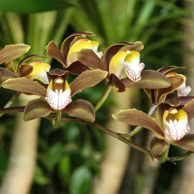 Cymbidium Samurai Soul 'Chocolate Fountain'