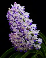 Rhynchostylis coelestis Blue