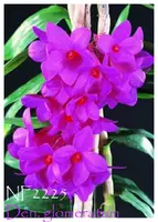 Den. glomeratum ( ' Hsinying' SM/TOGA x 'Pink Giant' HCC/AOS)