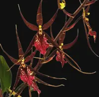 IN SPIKE DeGarmoara Pinot Princess ‘Scary’ (3.5″ pot)