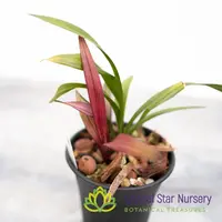Cymbidium Ensifolium (Red Grass Hybrid) — 3.5" Pot / Without Spike