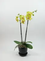 4" Double Stem Yellow Phalaenopsis Orchid Plant in Black Ceramic Pot