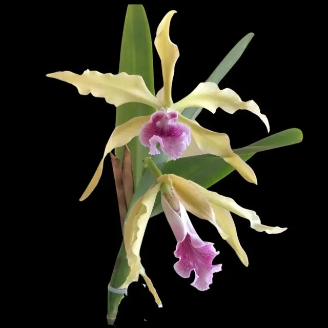 Laelia grandis var labelo vinho 'Red Wine'