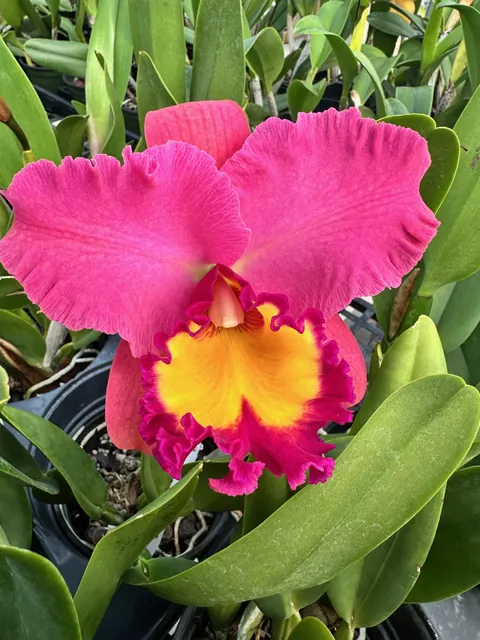 Rhyncholaeliocattleya Phet Wangnamkeaw (Rhyncholaeliocattleya)