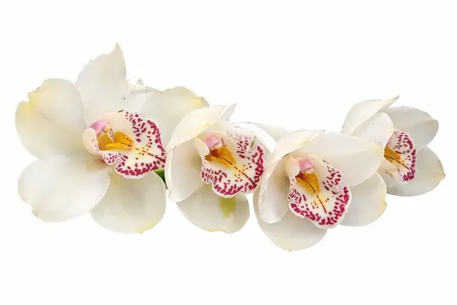 Cymbidium Maclures Quest X Kimberly Valley 'Star Quest' (Cymbidium)
