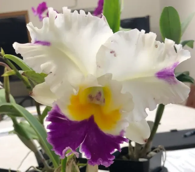 Rhyncholaeliocattleya David Matsuura