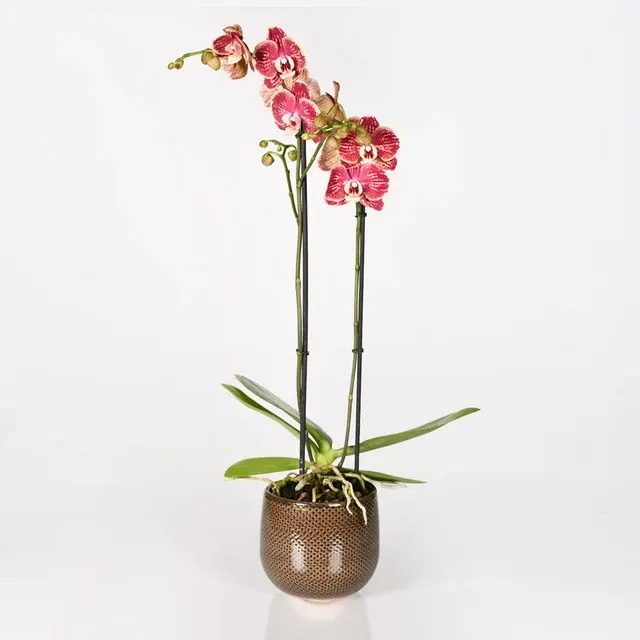 Phalaenopsis Optistar Spears