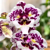 Phalaenopsis Untold Stories big lip peloric