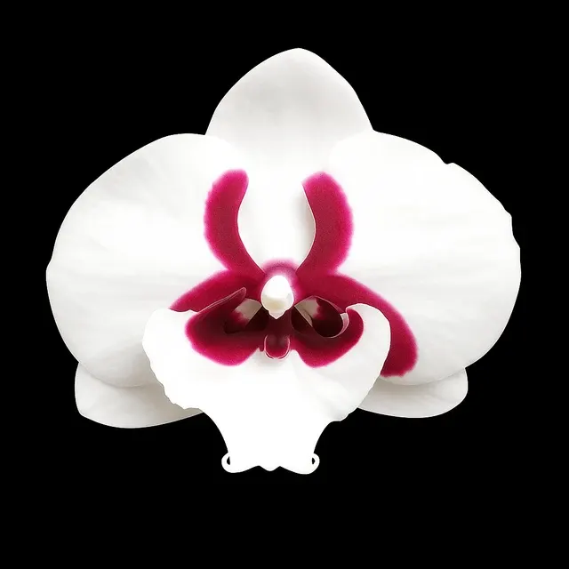 Phalaenopsis Younghome Pringles - Big Lip