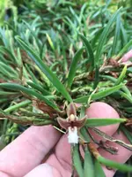 Maxillaria uncata