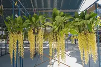 Coelogyne (rochussenii) - Rare