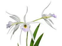 Brassolaelia Aurora (B. nodosa x L. anceps lineolata f. coerulea)