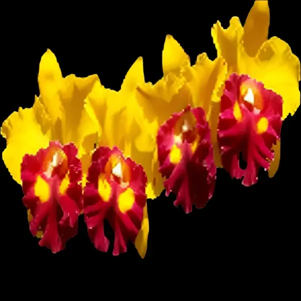 Rhyncholaeliocattleya Siam Delight