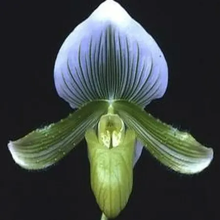 Paphiopedilum Hsinying Majakun -BS 'Napa Valley' (Paphiopedilum)