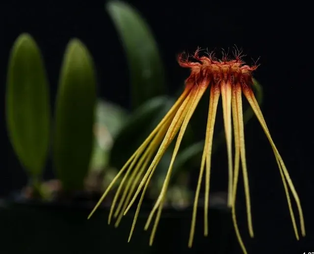 Bulbophyllum hirundinis