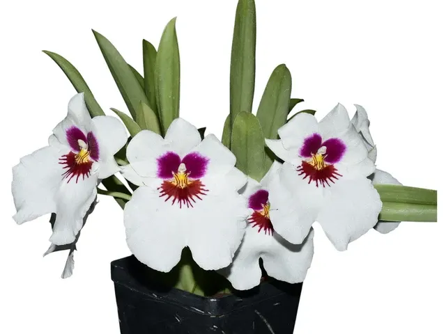 Miltoniopsis White Truffle
