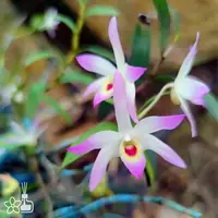 [Bare-root] Dendrobium officinale var. rubrum [1.7" BS] [Jun in stock]