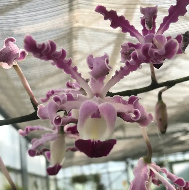 Schomburgkia exalata