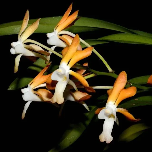 Vanda falcata-denisoniana