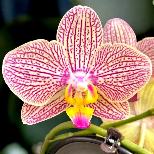 Phalaenopsis 'Pink Tiger'