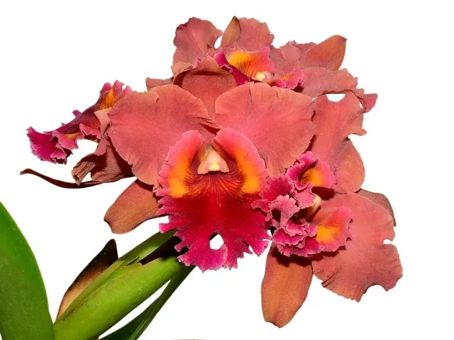 Rhyncholaeliocattleya Bob Crowder (Rhyncholaeliocattleya)