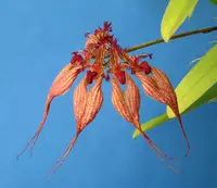 Bulbophyllum rothschildianum