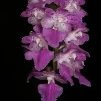 Aerides rosea Thai Sp.