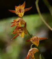 Tainia cordifolia