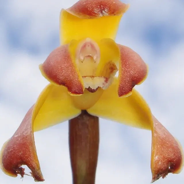 Maxillaria porrecta (Maxillaria)