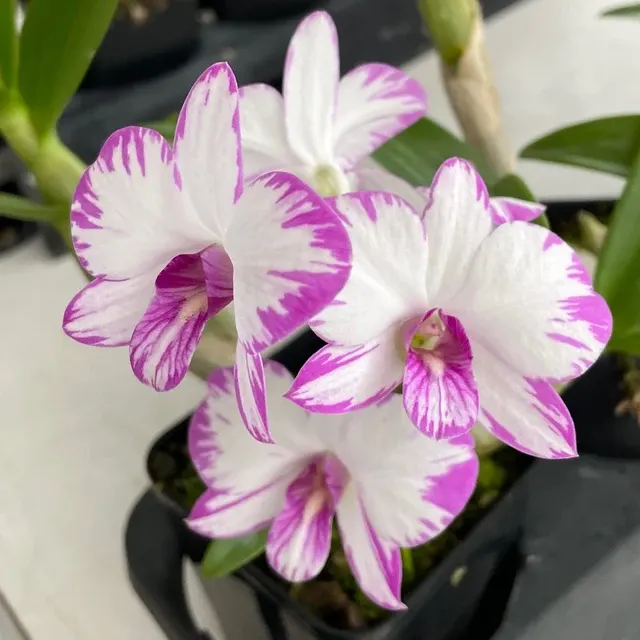 Dendrobium Enobi Purple - Buds 'Splash'