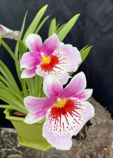 Miltoniopsis Martin Orenstein