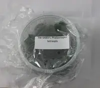 FLASK Phalaenopsis tetraspis
