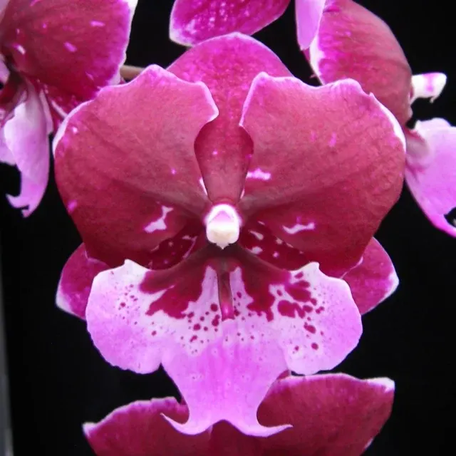 Phalaenopsis Chia Shing Hot Kiss (Phalaenopsis)