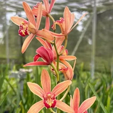 Cymbidium XL Lady Express (Cymbidium)