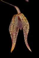 Pleurothallis areldii