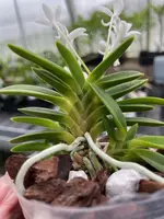 Neofinetia falcata ‘Toyoyamamaru’