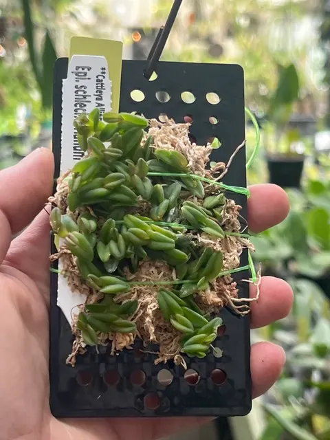 Epidendrum schlechterianum (Epidendrum)