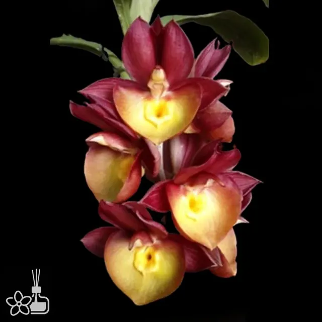 Catasetum Orchidglade