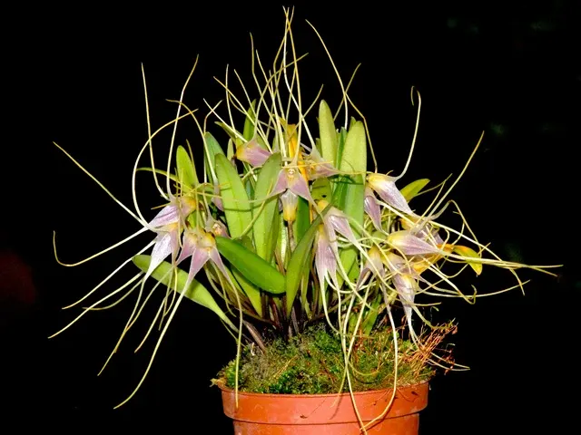 Masdevallia lilacina (Masdevallia)