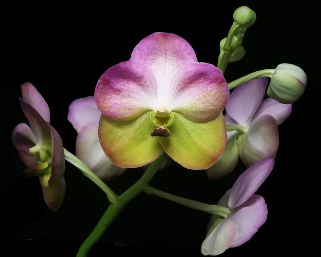 Vanda Yellow Butterfly AM/AOS 'Lemon Parfait' (Vanda)