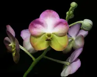 Vanda Yellow Butterfly 'Lemon Parfait' AM/AOS