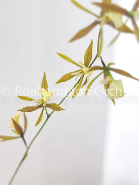 Encyclia nematocaulon (Encyclia)